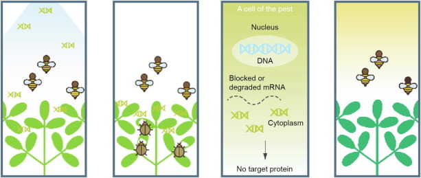 RNA-Based Biocontrols—A New Paradigm in Crop Protection - ScienceDirect